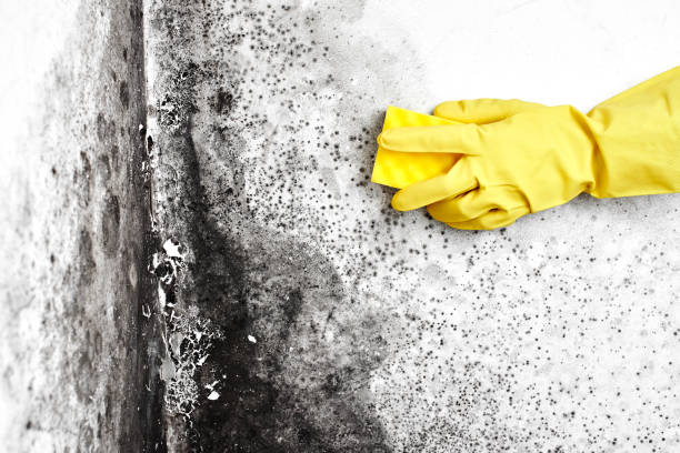 Mold Remediation for Rental Properties in Piqua, OH