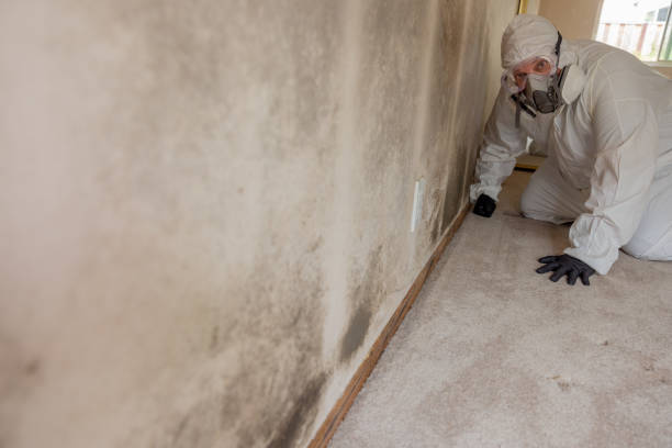 Best Mold Remediation for Healthcare Facilities  in Piqua, OH